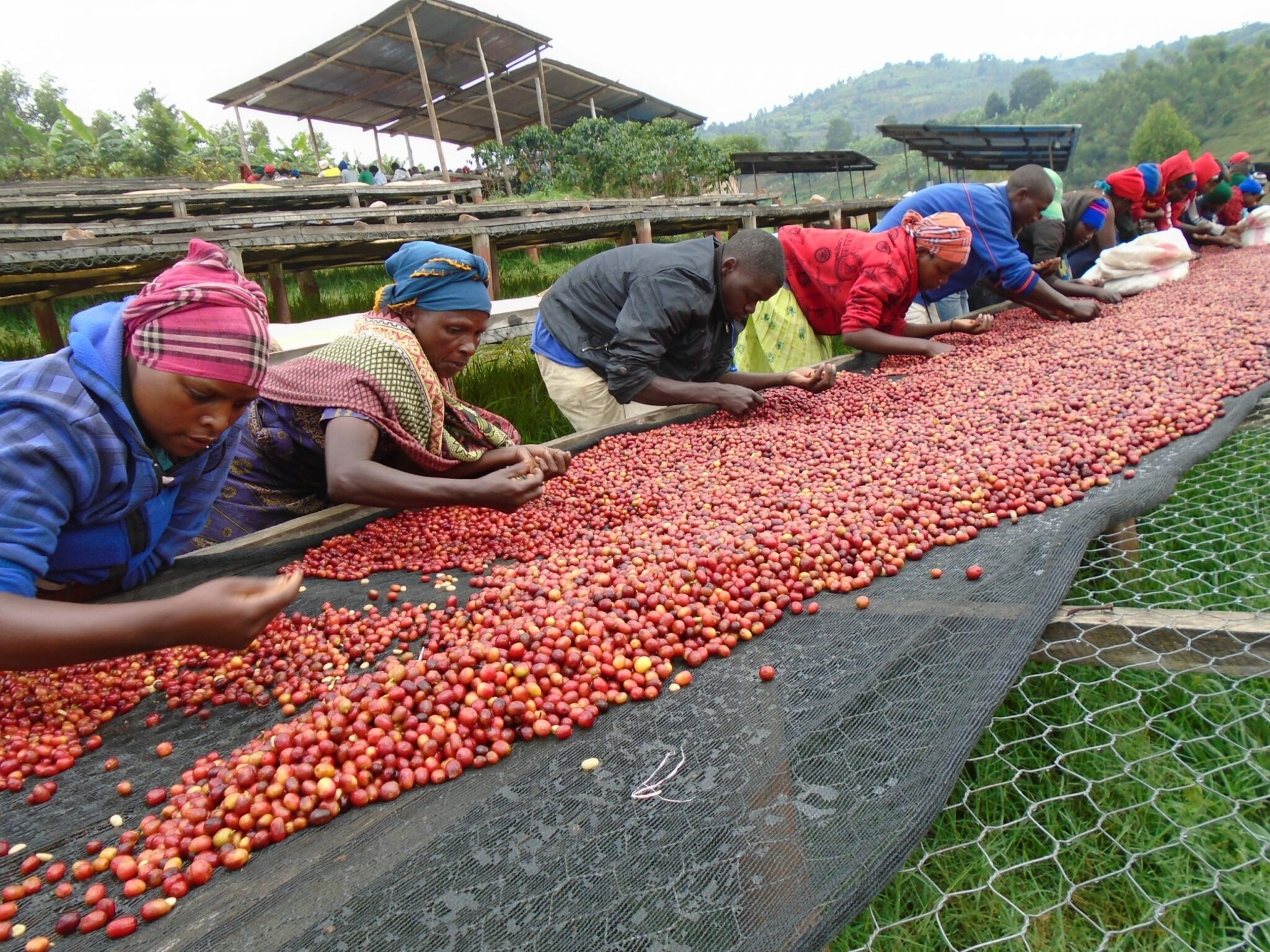 cherry sorting scaled 1 2048x1536 1