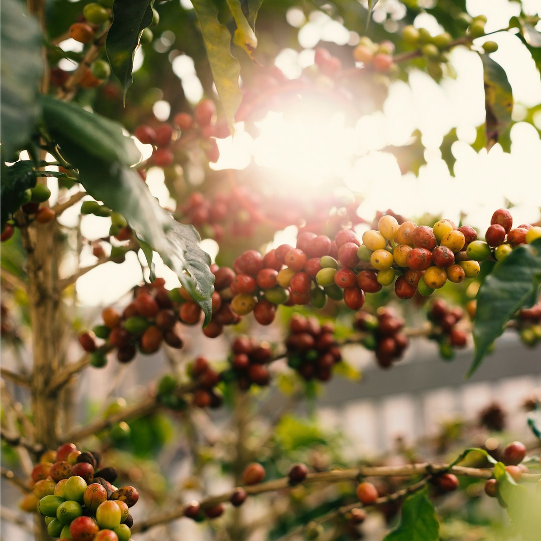 66675380 1646878998778042 7106389446999670784 n