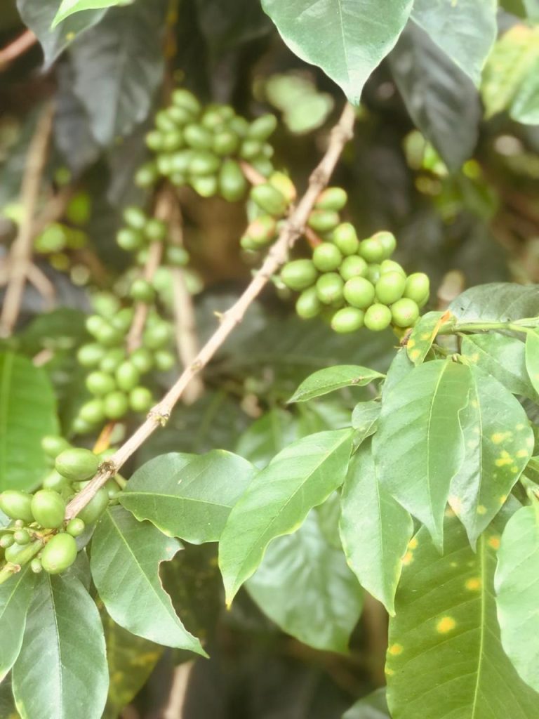 hindra dec 2021 ©comptoirs de lindonesie 17