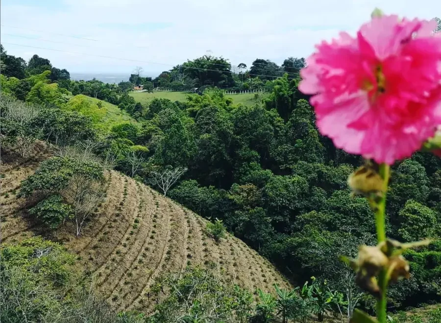 Ferme El Paraiso, Colombie