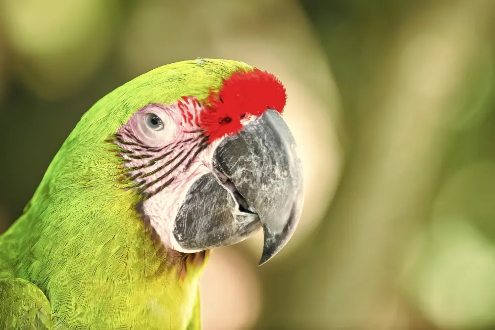 perroquet ara ara vert plein air (1)