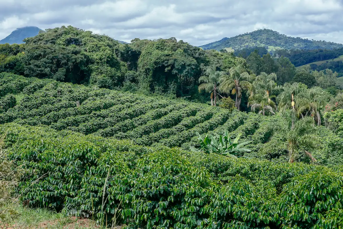 Paysage ferme de café au Brésil