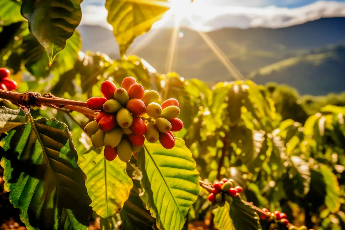 grains cafe cerise rouge branche du cafeier