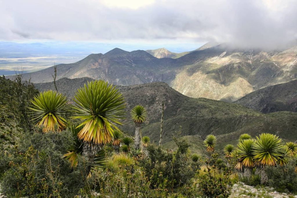 Paysage équatorial avec palmiers, plantation et ciel nuageux