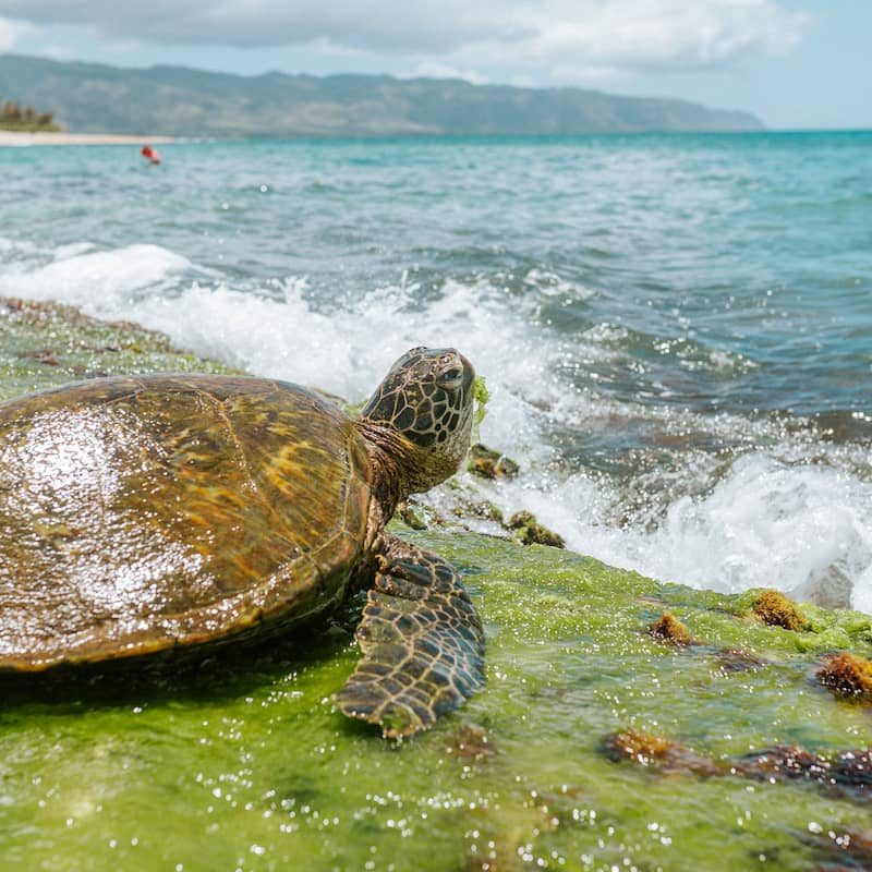 Bord de l'océan Pacifique et tortue géante sur le rivage en équateur