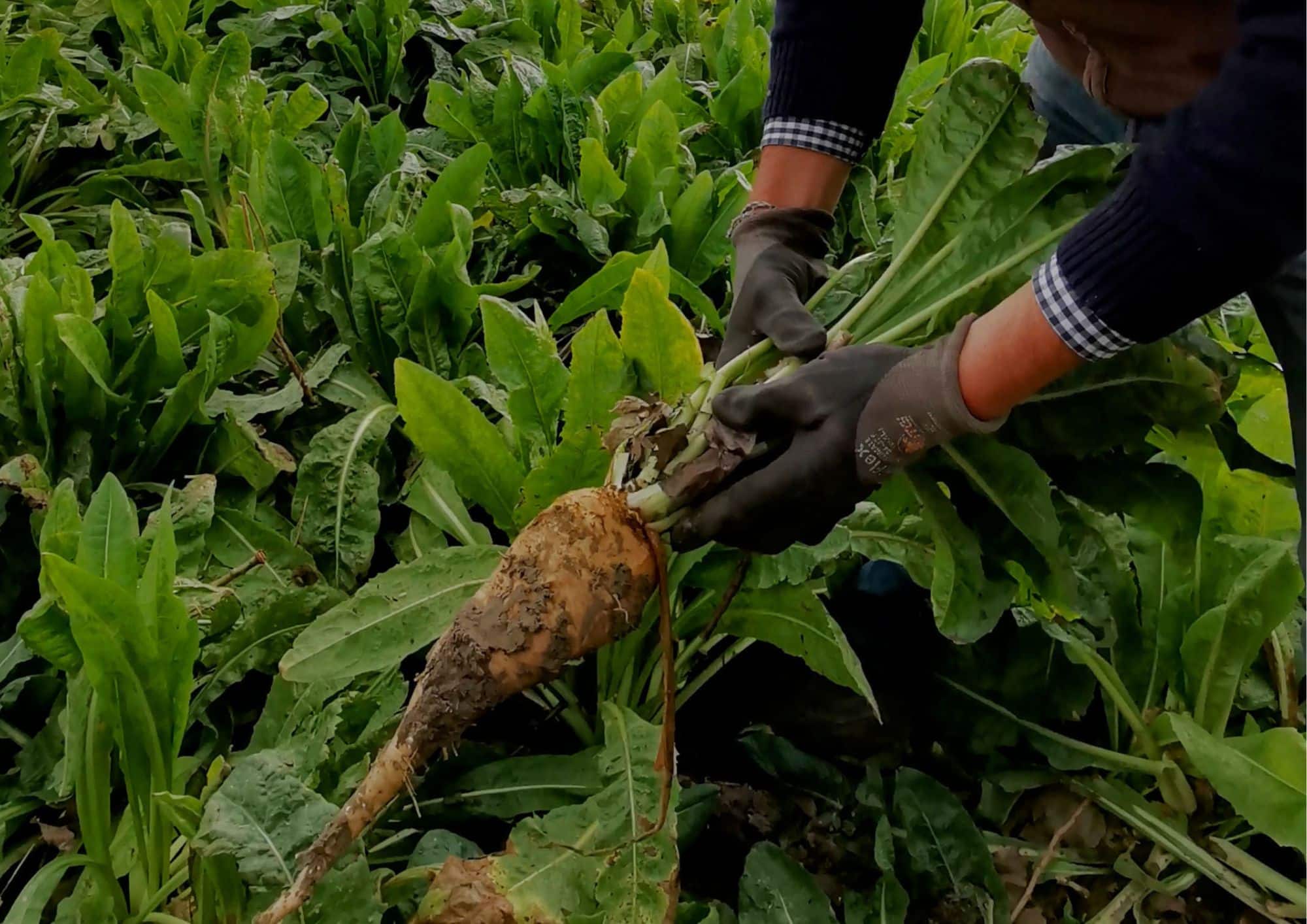 design sans titre (7)